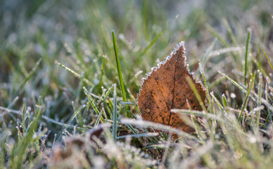frozen autumn leaves