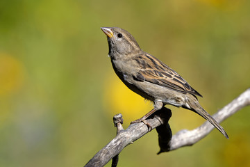 Haussperling
