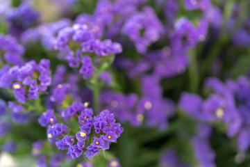 Small purple flowers.