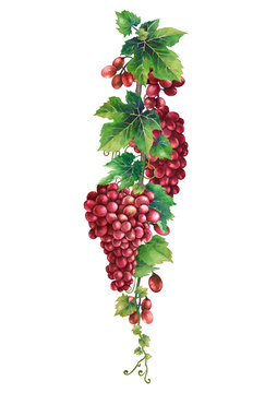 Watercolor bunches of red grapes hanging on the branch