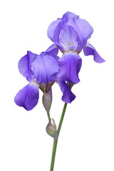Violet iris flowers, branch on a white background