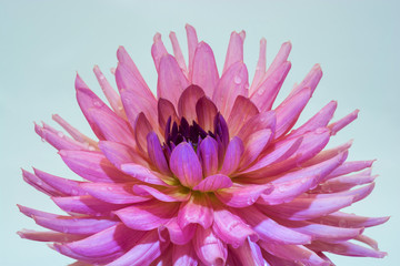 Obraz premium Large pink flower of the dahlia.