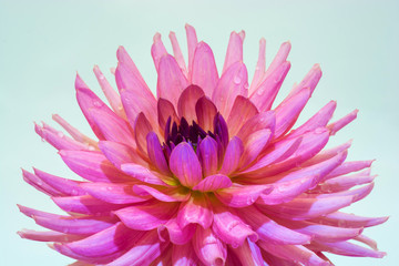 Large pink flower of the dahlia.