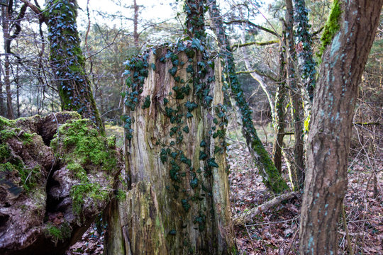 Abgebrochene Baumst&auml;mme im Wald mit Moos und Bewuchs