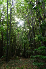 Obraz premium big forest