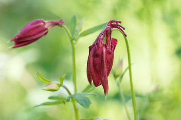 purple  aquilegia (columbine)  flower on a green blurred background