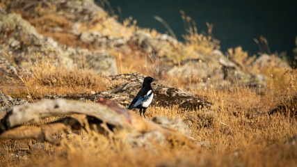 Summer time with magpie in the field, long shot