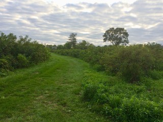 grass park trail