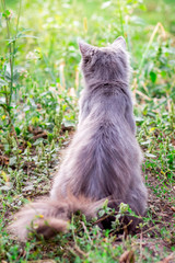 Naklejka na ściany i meble Gray fluffy cat sits in the garden among grass , rear view_