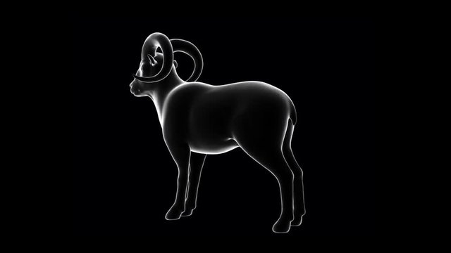 Ghost argali turntable animation