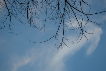 leafless branch of a dead tree in blue sky