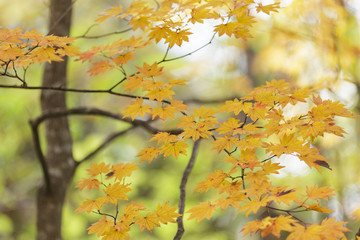 黄葉するモミジ