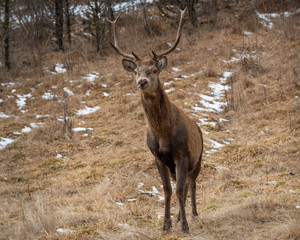 Naklejka na ściany i meble A male red deer in the forest