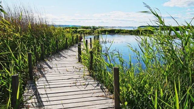 Wooden jetty surrounded by reed and landscape at the Swedish bird lake Takern in late June.