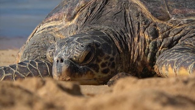 Sleeping and Dreaming Turtle on tropical beach. Beautiful giant turtle