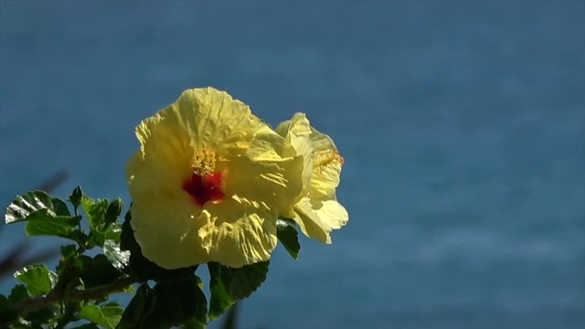 Hibiscus swinging in the wind. Tropical view on a sunny day