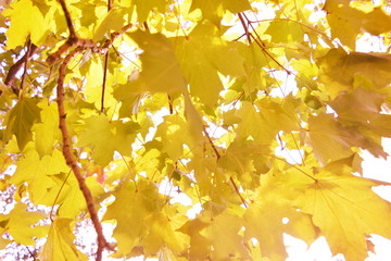 Yellow maple leaves on branches in sunlight