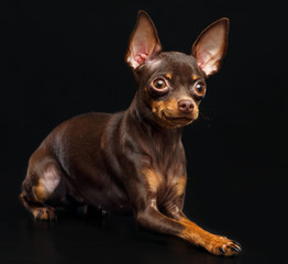 Toy Terrier Dog on Isolated Black Background in studio