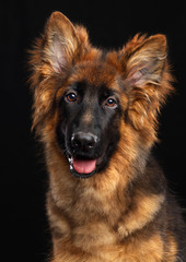 German Shepherd Dog  Isolated  on Black Background in studio