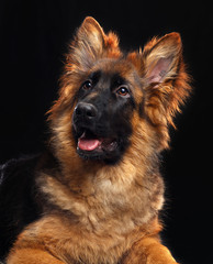 German Shepherd Dog  Isolated  on Black Background in studio