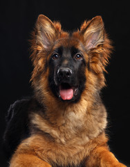 German Shepherd Dog  Isolated  on Black Background in studio