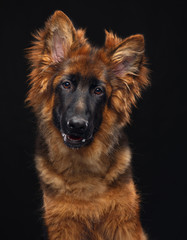 German Shepherd Dog  Isolated  on Black Background in studio