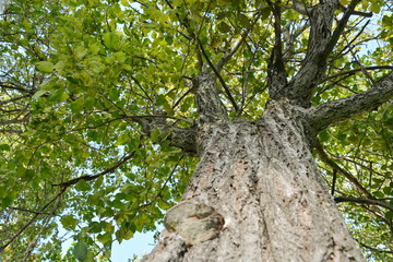 Tree with green leaves