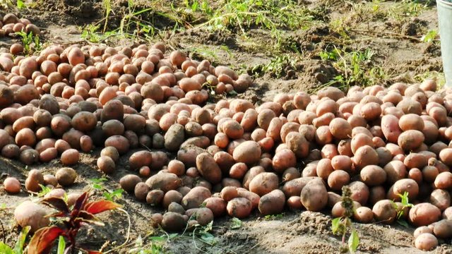 Harvest red skin potatoes from the soil