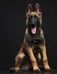 Belgian Shepherd Dog, malinois dog on Isolated Black Background in studio
