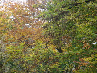 La forêt aux couleurs d'automne