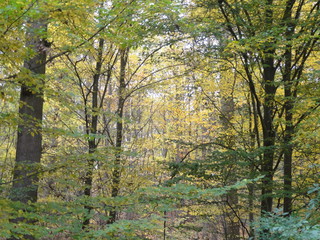 La forêt aux couleurs d'automne