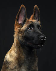 Belgian Shepherd Dog, malinois dog on Isolated Black Background in studio