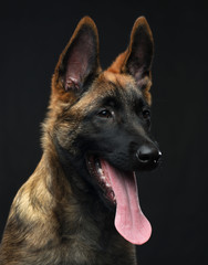 Belgian Shepherd Dog, malinois dog on Isolated Black Background in studio