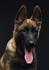 Belgian Shepherd Dog, malinois dog on Isolated Black Background in studio