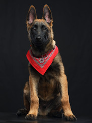 Belgian Shepherd Dog, malinois dog on Isolated Black Background in studio