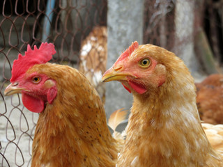 Chickens on the farm against the wire mesh, selective focus. Egg laying hen in the chicken coop