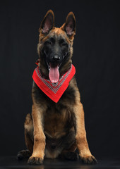 Belgian Shepherd Dog, malinois dog on Isolated Black Background in studio