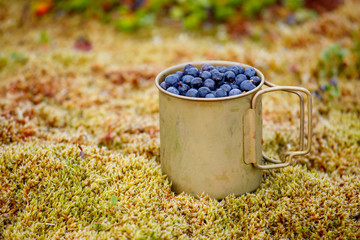 Fresh blueberries in metal cup on the ground in forest.