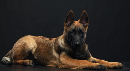 Belgian Shepherd Dog, malinois dog on Isolated Black Background in studio
