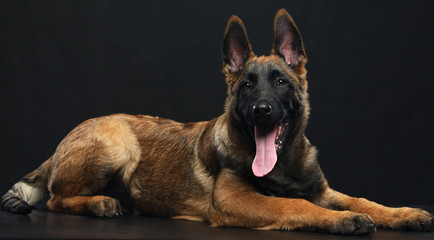 Belgian Shepherd Dog, malinois dog on Isolated Black Background in studio