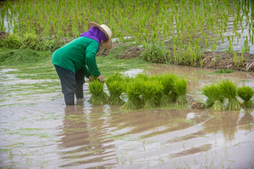 Fototapeta na wymiar Farmer carries the rice saplings to padding fields. Farmer carry the saplings rice move to padding fields. beatiful countryside view. the most agriculture economy of asian.
