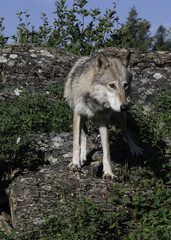 Obraz premium Watchful Gray Wolf