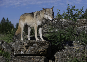 Gray Wolf Portrait