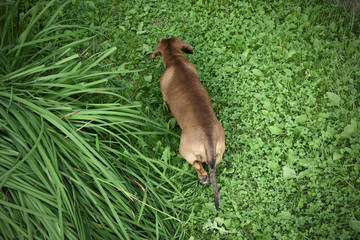 dog Dachshund runs through a green meadow, top view from back