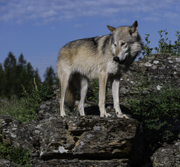 Majestic Gray Wolf