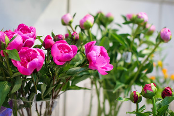 Beautiful bouquet of pink peonies, flowers in glass vase on blurred light color background.