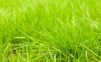 Fresh green grass outdoors