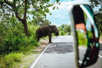Elephant sauvage du Sri Lanka le long de la route nature