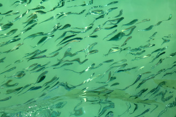 Fototapeta na wymiar Millions of little fish under the sea water surface