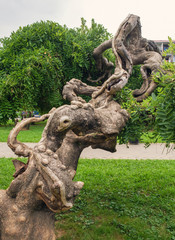 Fototapeta na wymiar Twisted tropical tree